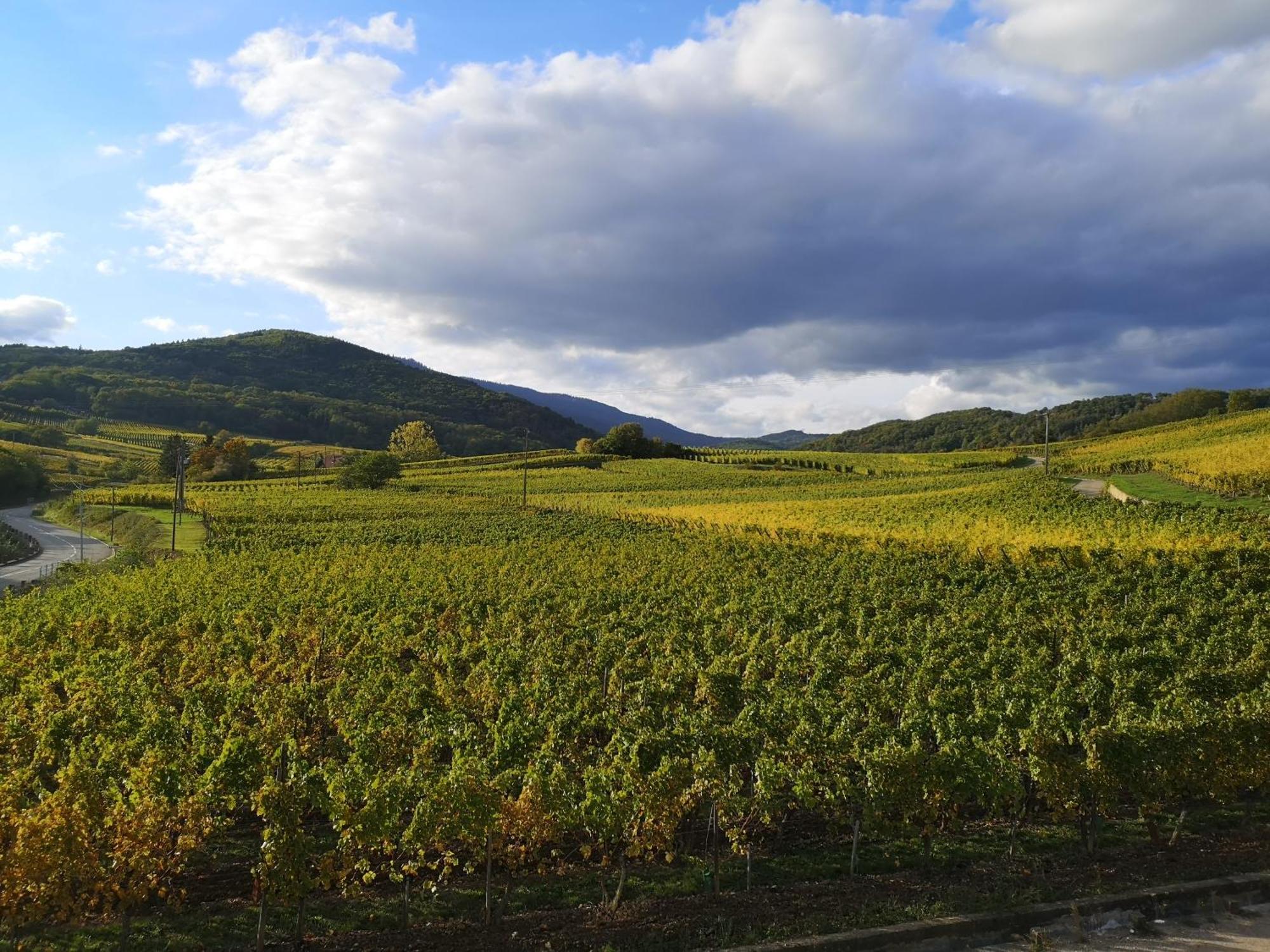 L'Altenberg Bergheim Extérieur photo